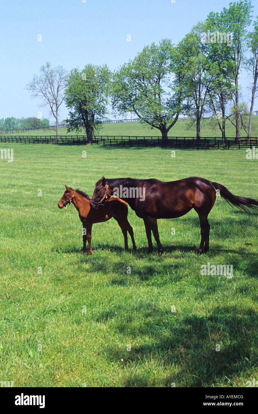 Horse and colt graze in a pasture near Lexington Kentucky Stock Photo