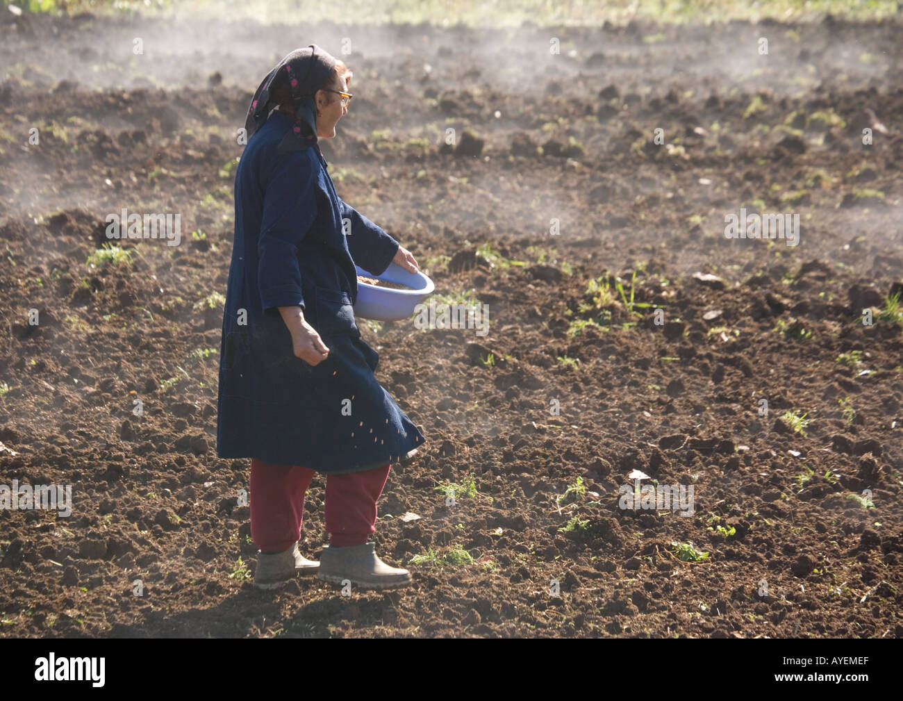 Traditional agriculture in Croatia broadcasting wheat seed by hand Near Brinje Autumn Stock Photo