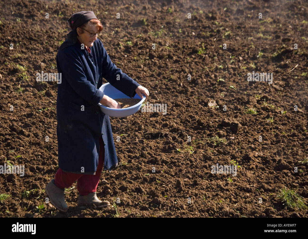 Traditional agriculture in Croatia broadcasting wheat seed by hand Near Brinje Autumn Stock Photo