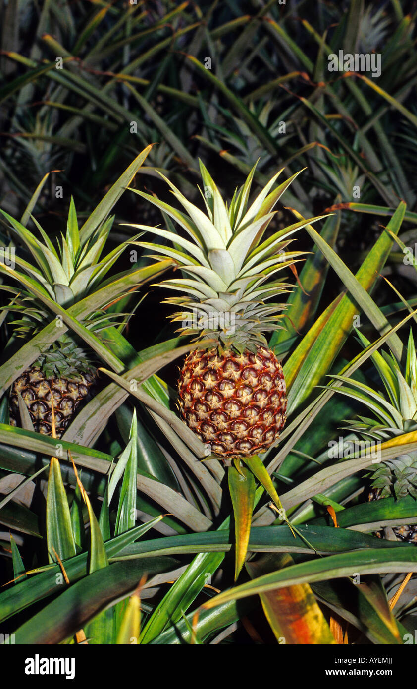 Pineapple field at dusk on the Hawaiian island of Oahu Stock Photo Alamy
