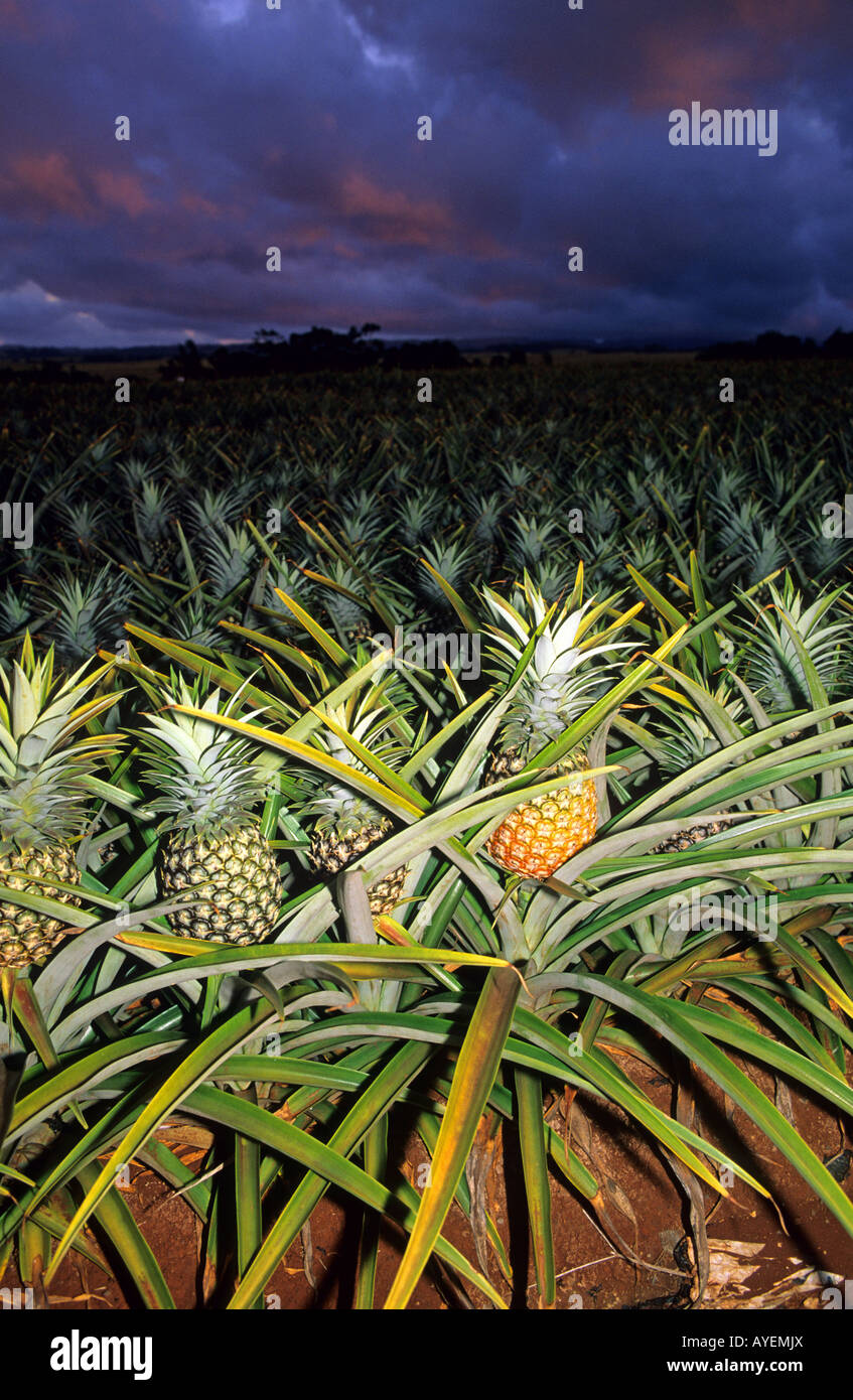 Pineapple field at dusk on the Hawaiian island of Oahu Stock Photo Alamy