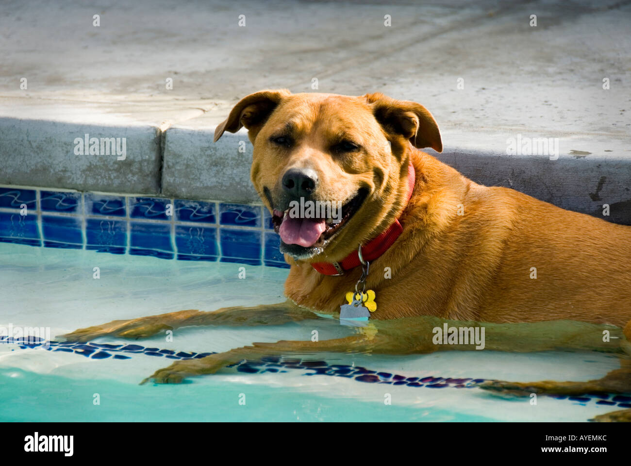 Dog cooling off in the swimming pool Stock Photo Alamy