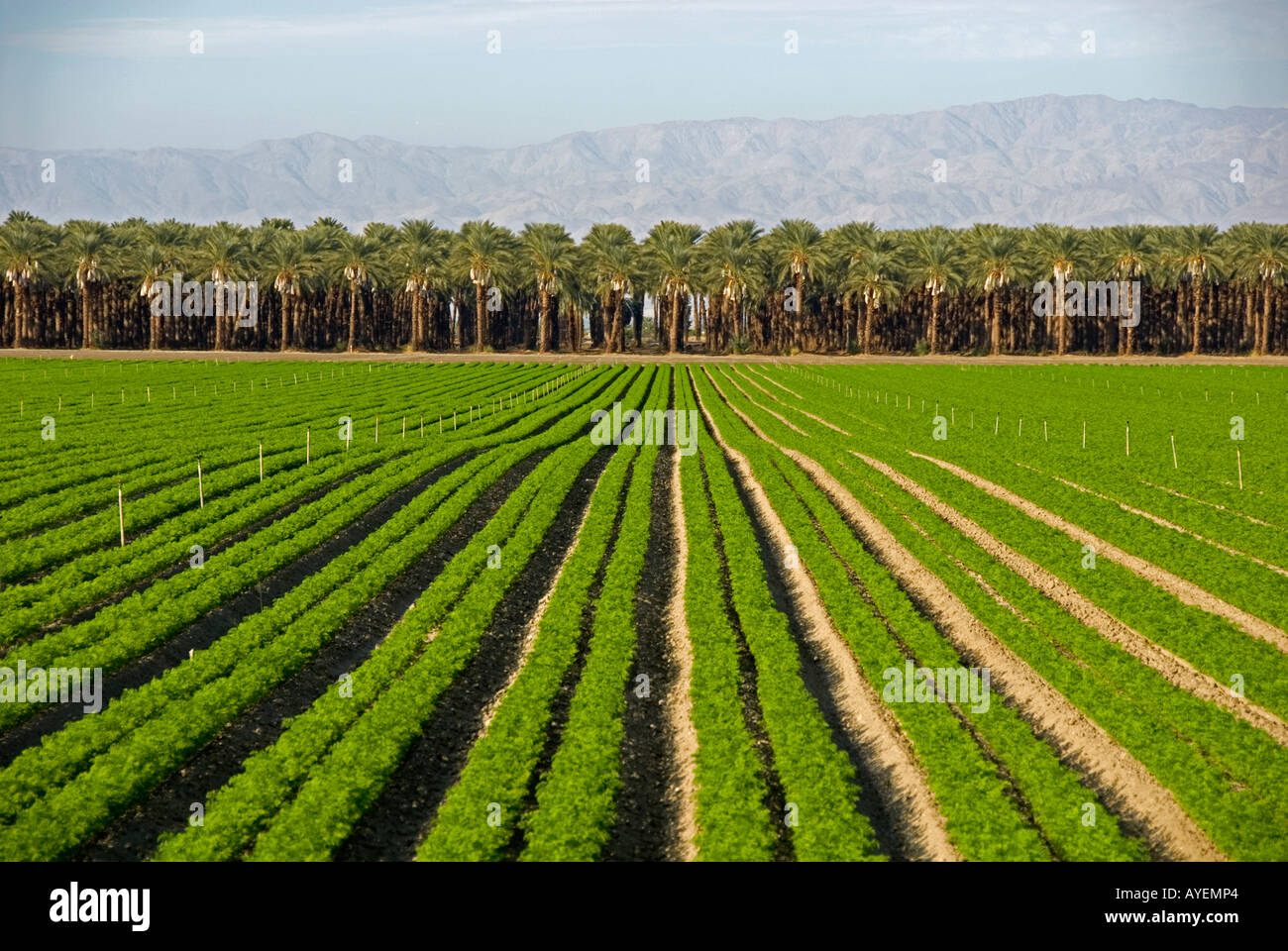 Coachella valley dates hi-res stock photography and images - Alamy