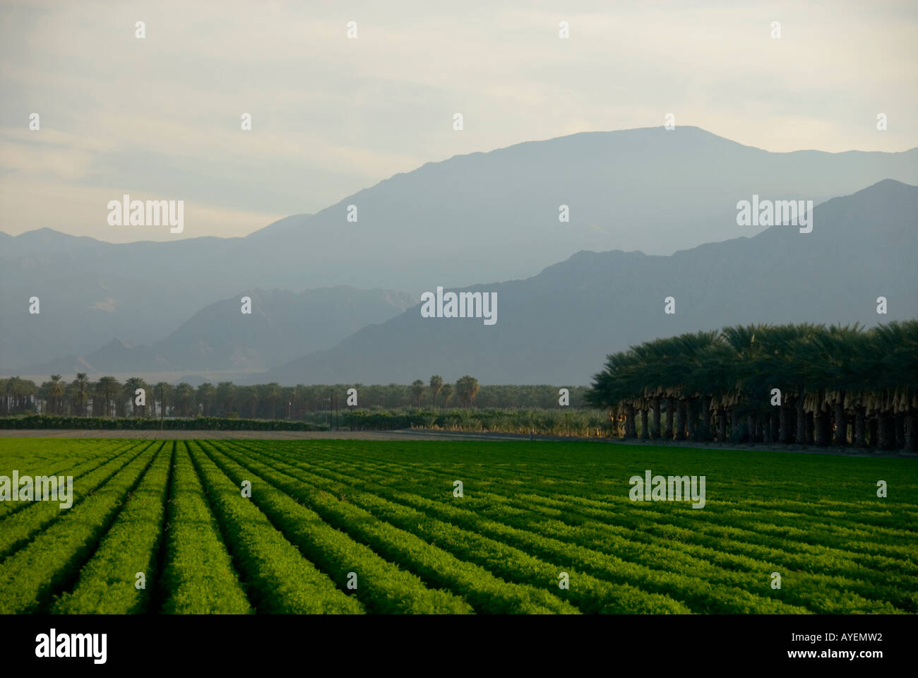 Fields of produce Coachella valley agriculture California Stock Photo