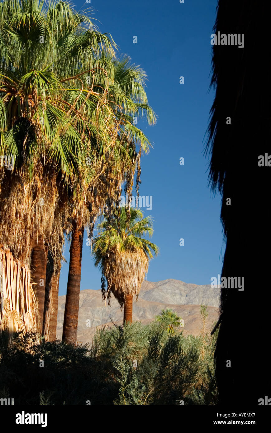 The Coachella Valley Preserve California Stock Photo Alamy