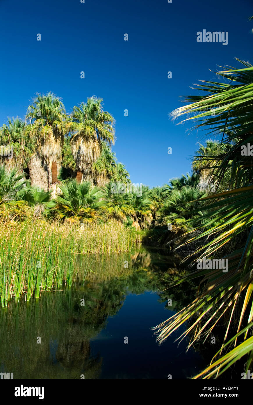 Oasis The Coachella Valley Preserve California Stock Photo Alamy
