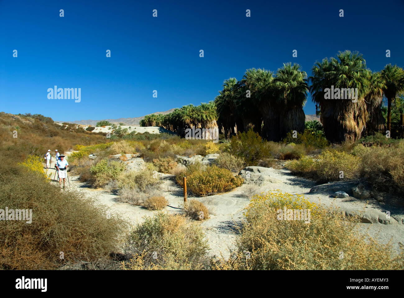 The Coachella Valley Preserve California Stock Photo Alamy