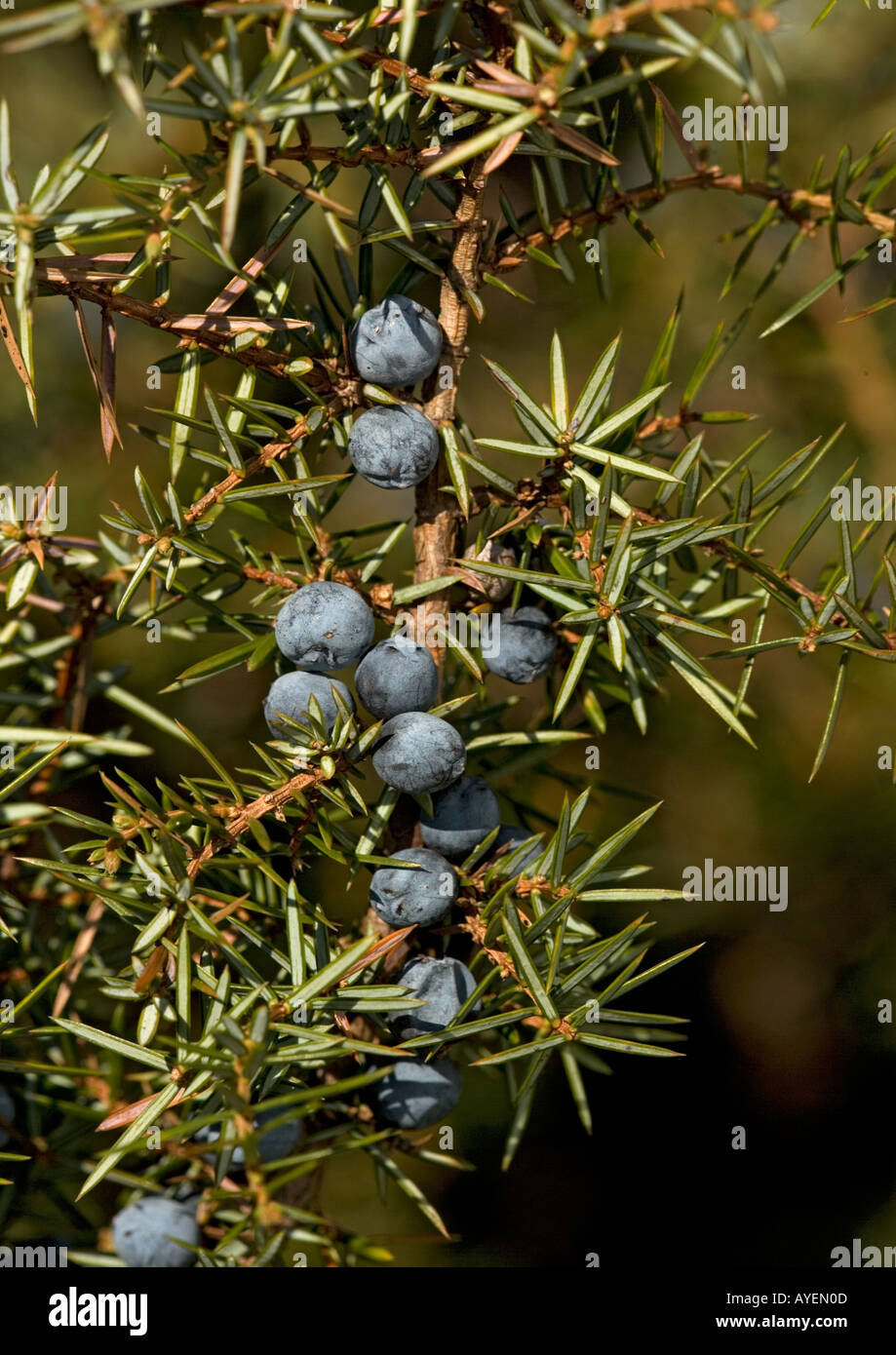 Common juniper (Juniperus communis ) in fruit. Berries used for gin