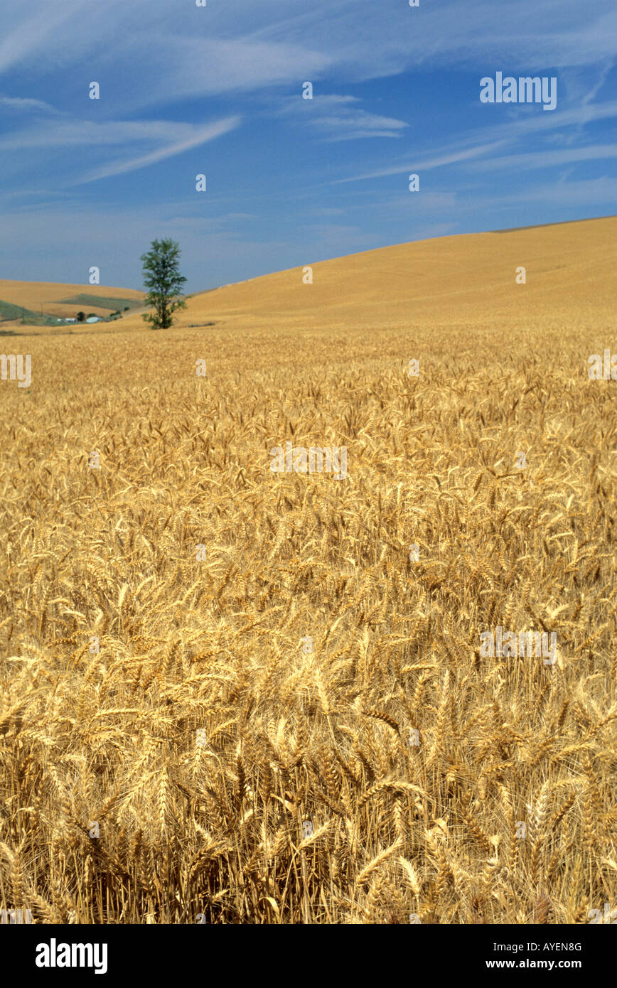 A field of ripe golden wheat near Pendleton Oregon Stock Photo