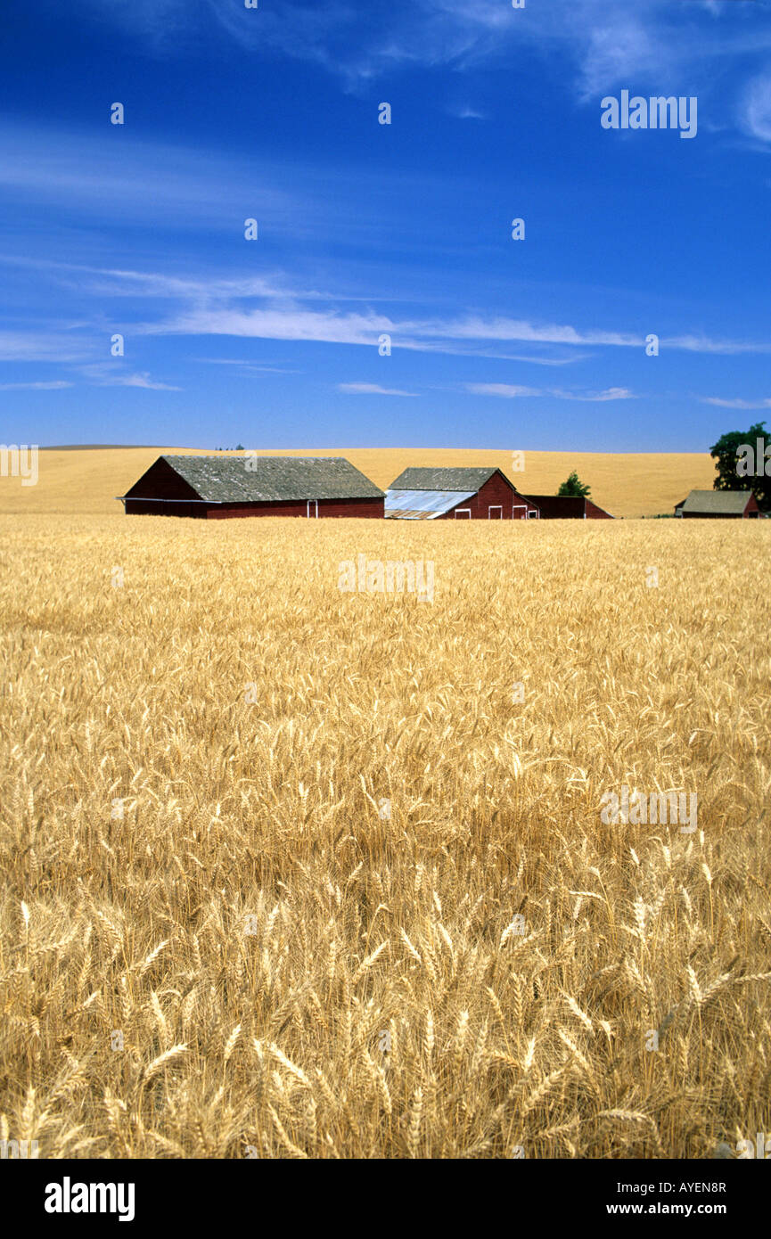 Wheat farm near Pendleton Oregon Stock Photo