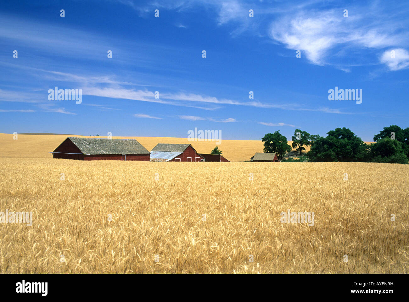 Wheat farm near Pendleton Oregon Stock Photo