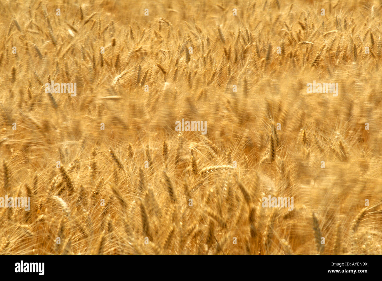 Close up view of a ripe golden wheat field blowing in the wind Stock Photo
