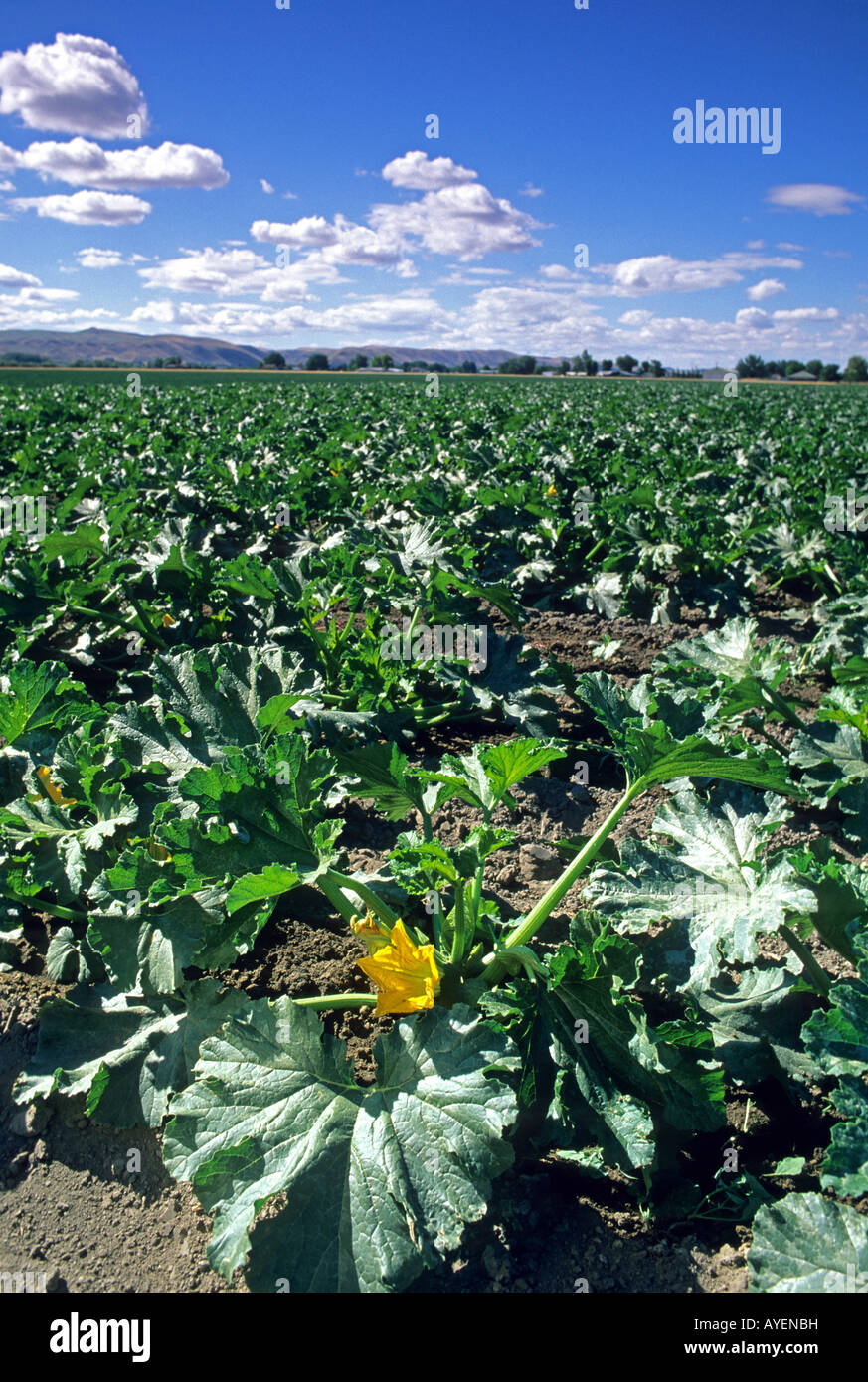 Zucchini squash plants with flowers Stock Photo Alamy