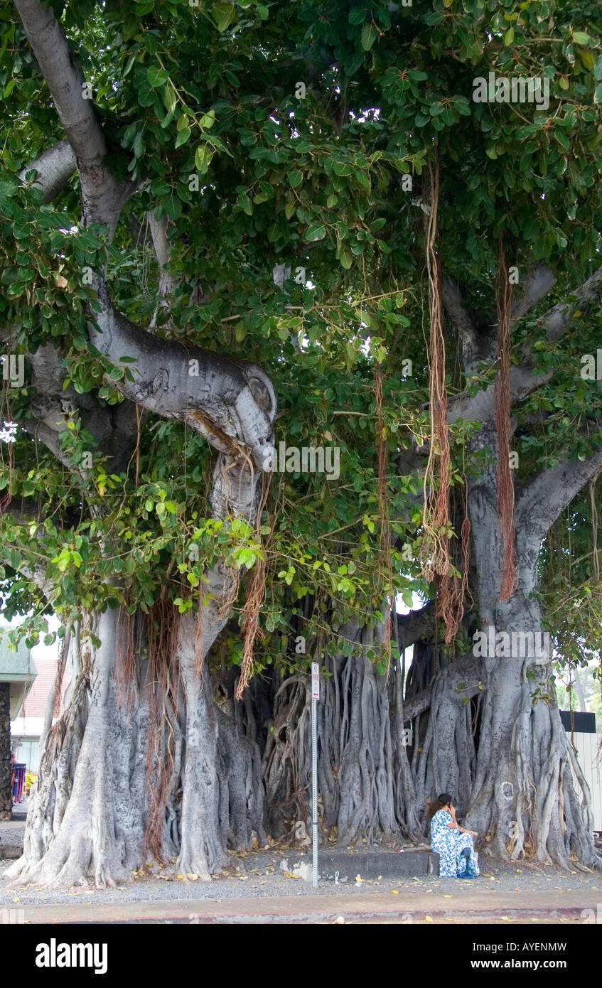 Banyan tree at Kailua Kona on the Big Island of Hawaii Stock Photo