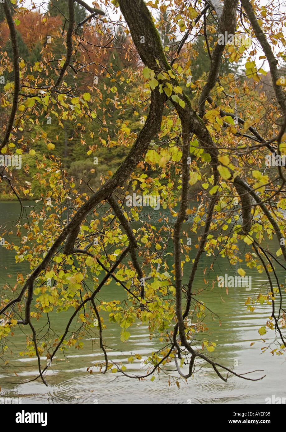 Overhanging tree hi-res stock photography and images - Alamy