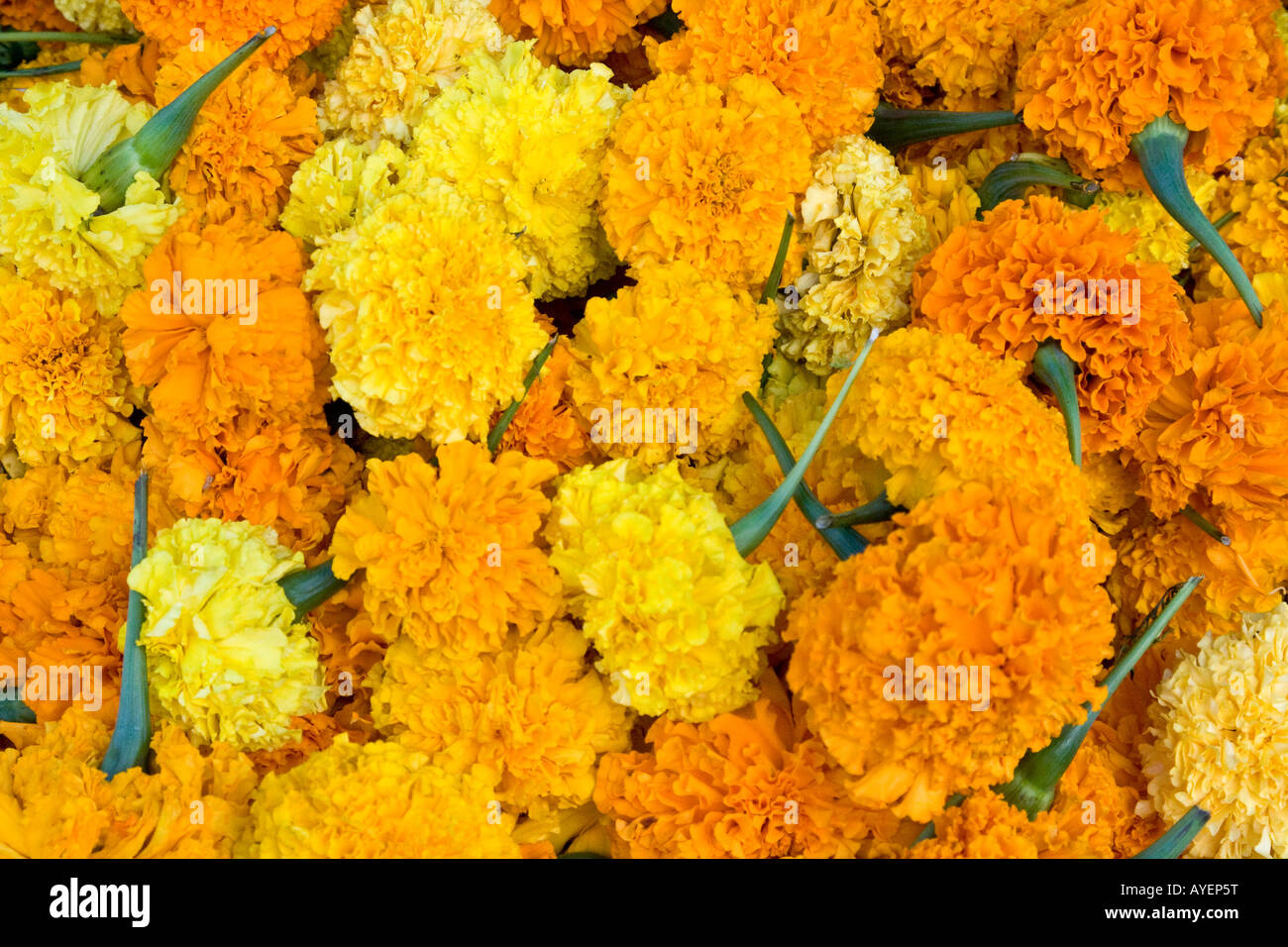 Marigolds in the Flower Market in Madurai South India Stock Photo