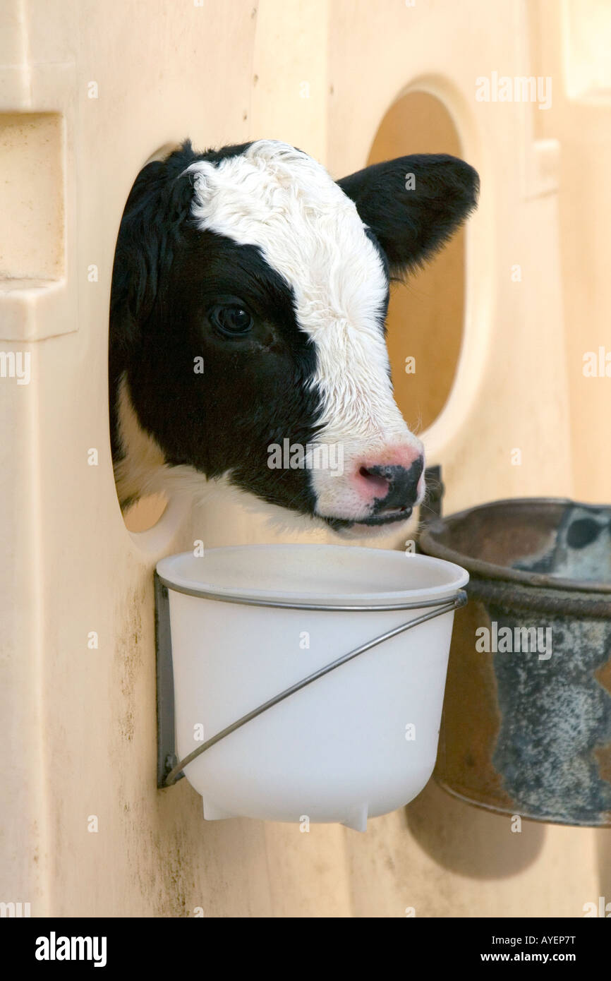 A dairy calf feeding on a farm in Utah Stock Photo