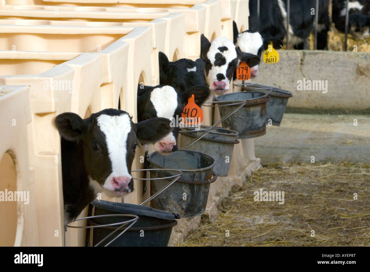 Dairy calves feed on a farm in Utah Stock Photo