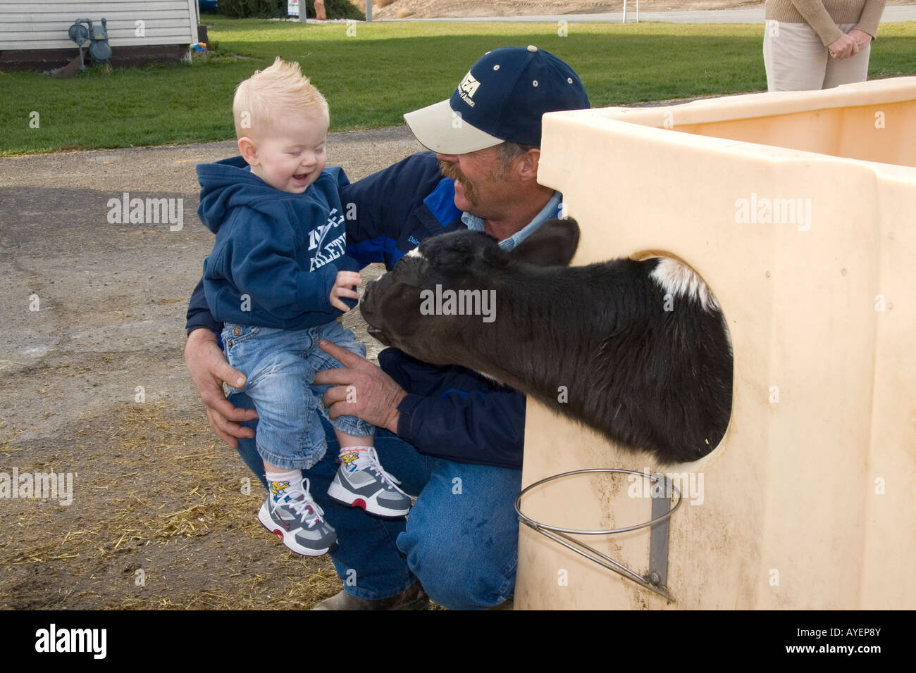 Young boy and dairy calf on a farm in Utah Stock Photo Alamy