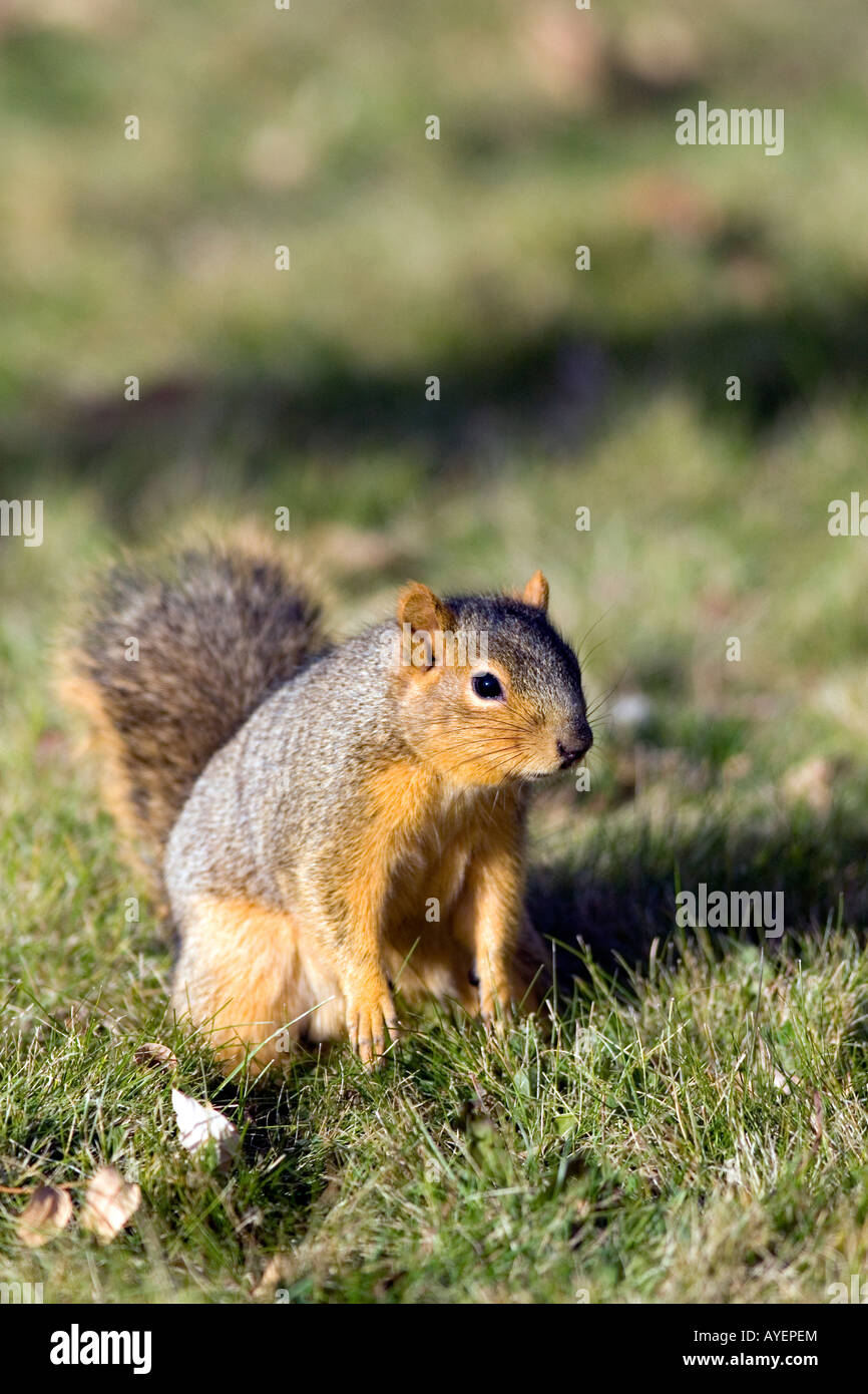 A squirrel in Boise Idaho Stock Photo