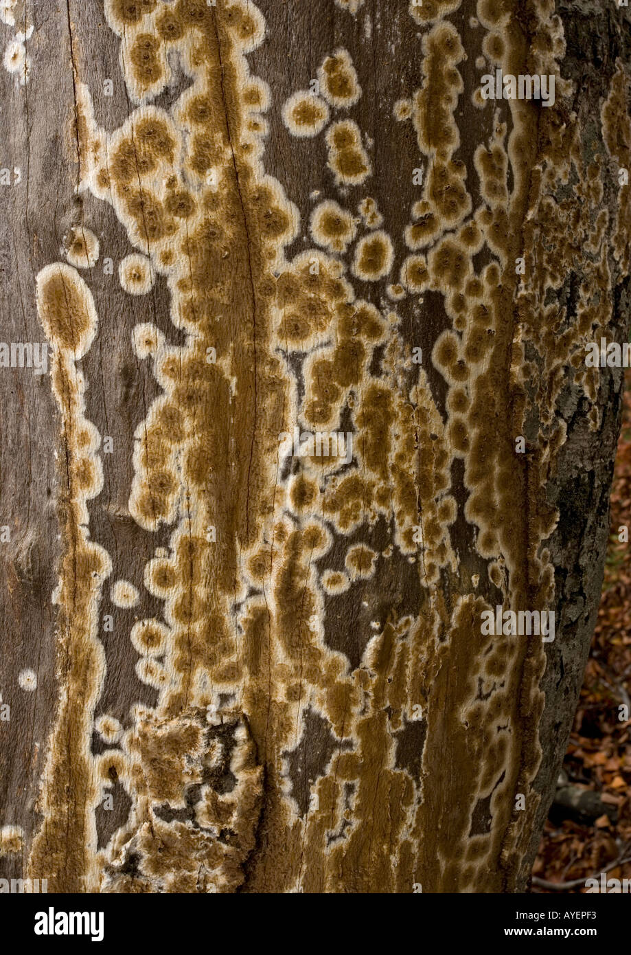 fungi on old trunk, full frame, close-up Stock Photo