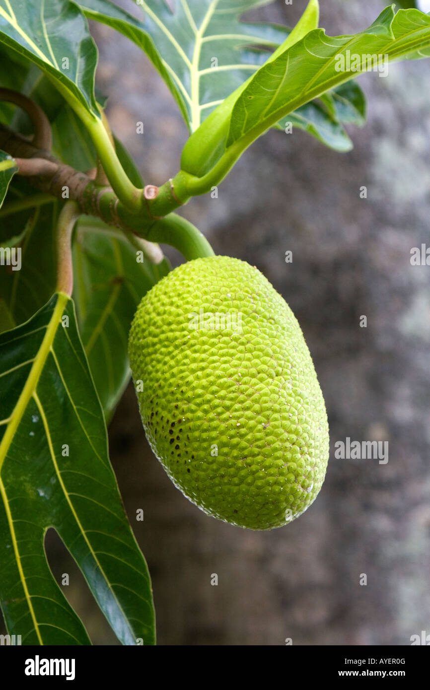 Breadfruit growing on a tree on the Big Island of Hawaii Stock Photo