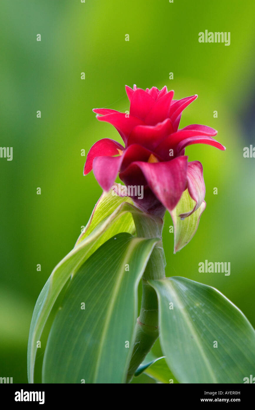 Guzmania tropical flower on the Big Island of Hawaii Stock Photo