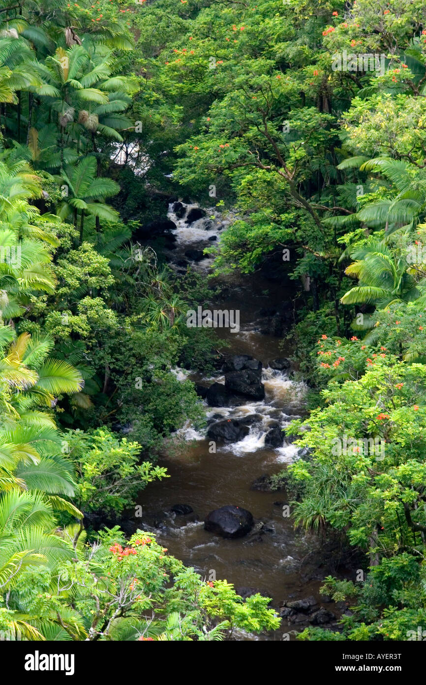 Tropical rainforest near Hilo on the Big Island of Hawaii Stock Photo ...