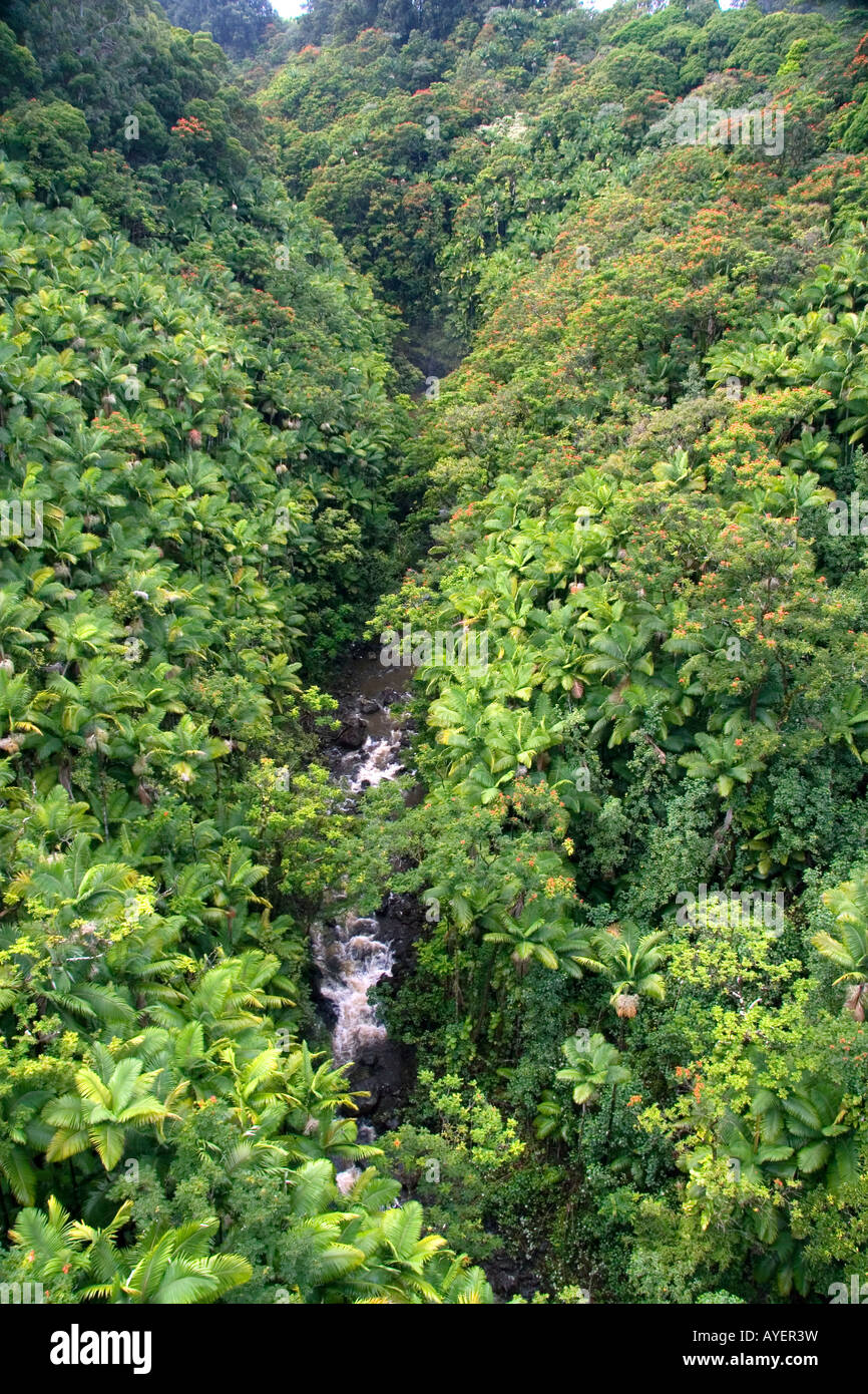 Tropical rain forest hilo hi-res stock photography and images - Alamy