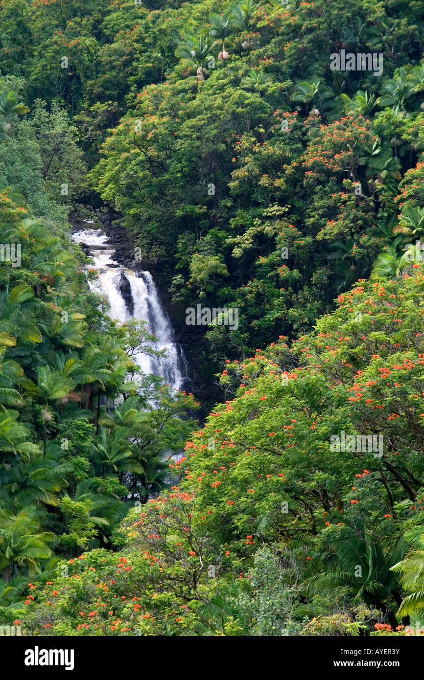 Tropical rain forest hilo hi-res stock photography and images - Alamy