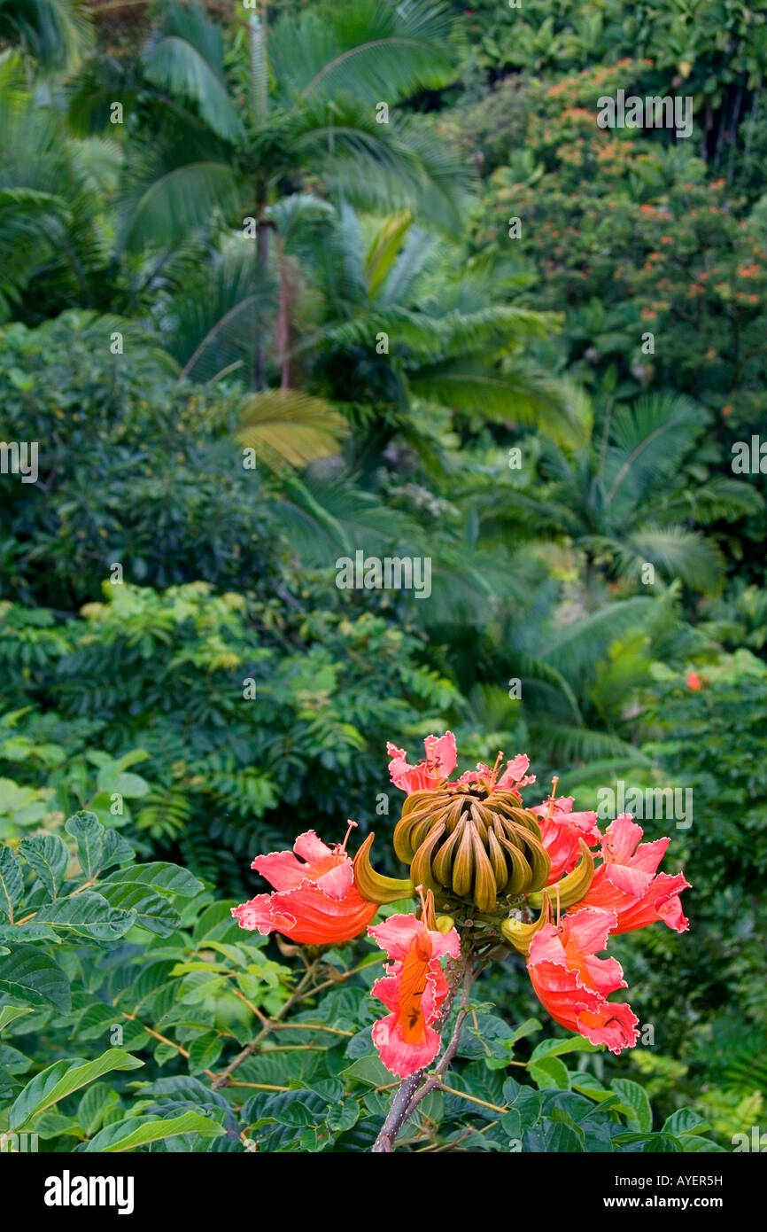 The flower of an African Tulip Tree in a tropical rainforest near Hilo on the Big Island of Hawaii Stock Photo