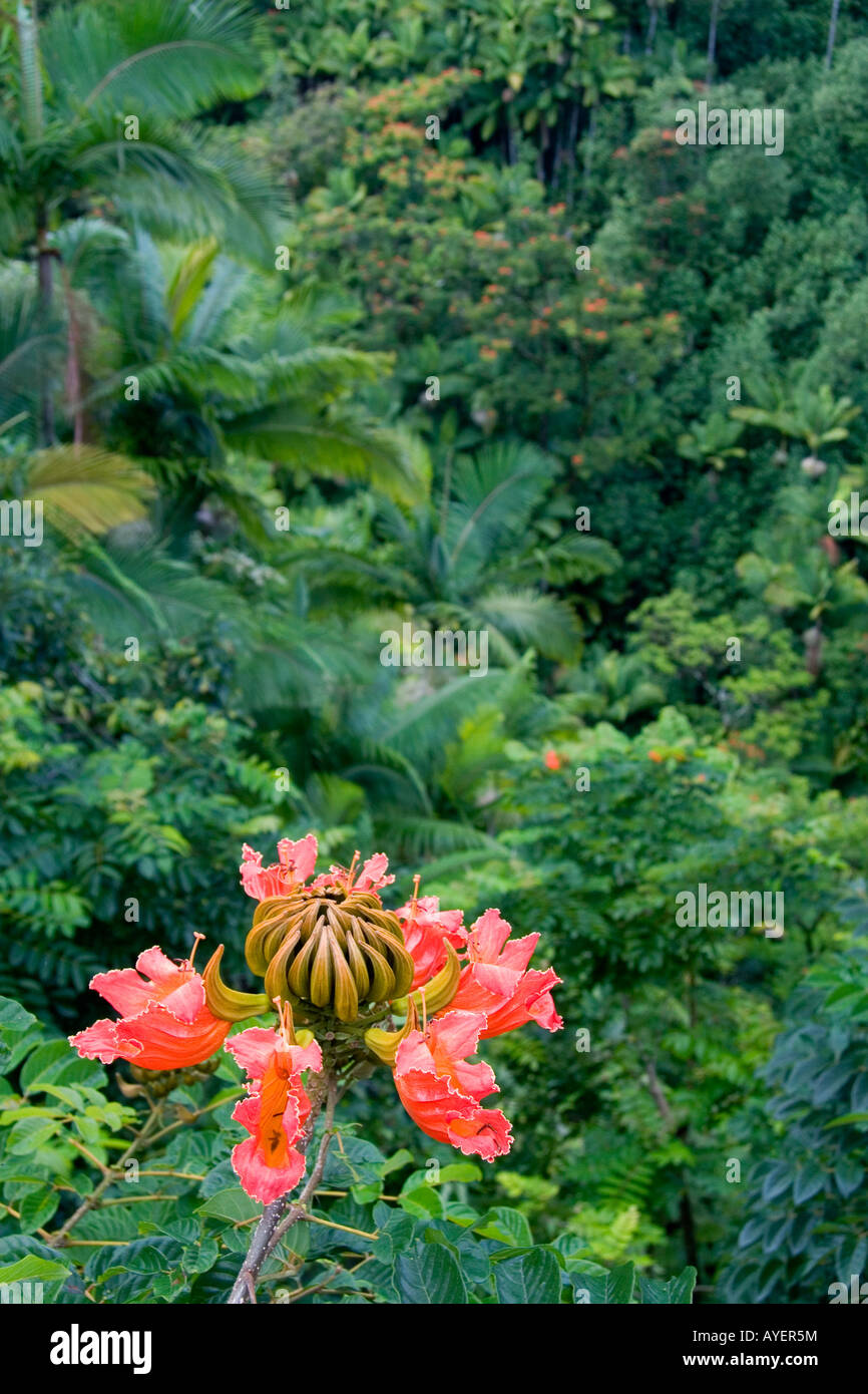 The flower of an African Tulip Tree in a tropical rainforest near Hilo on  the Big Island of Hawaii Stock Photo - Alamy
