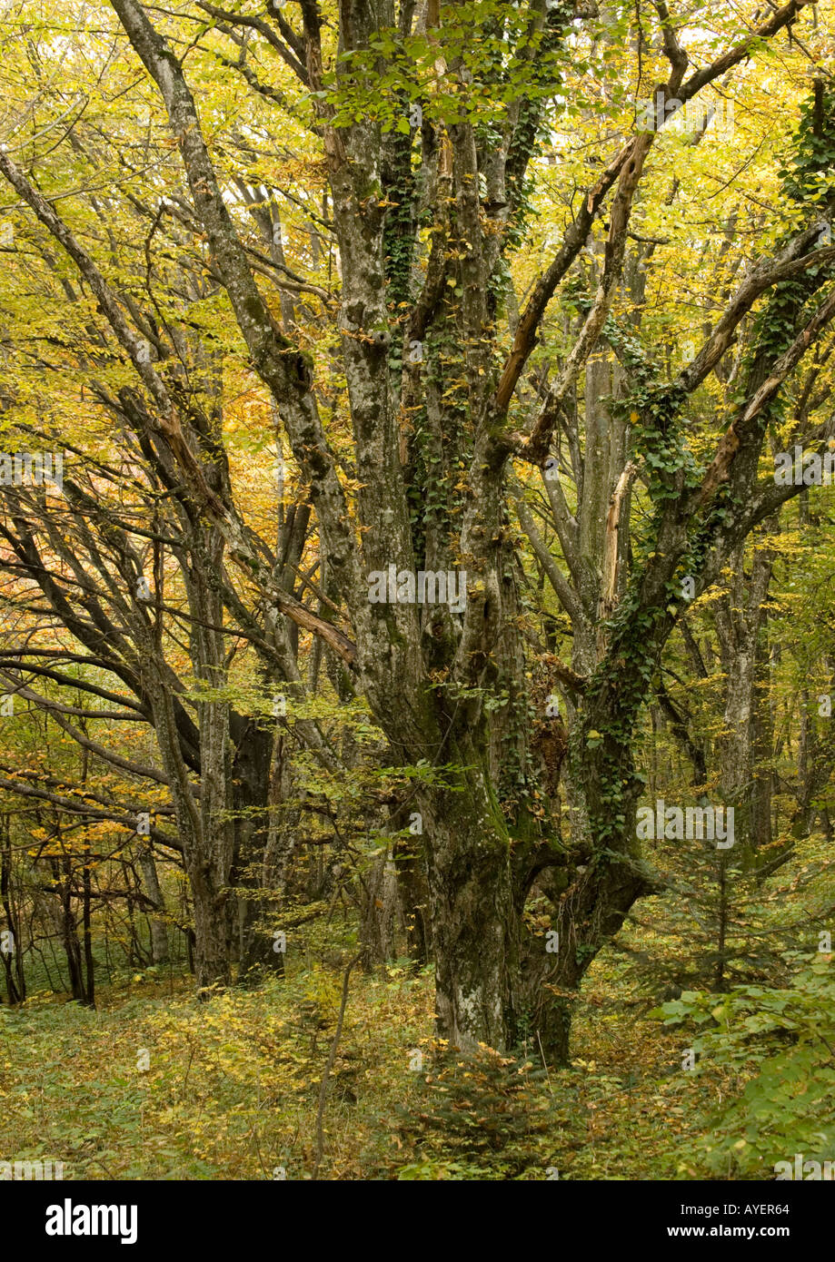 Old hornbeams Carpinus betulus mainly coppiced in natural woodland Stock Photo
