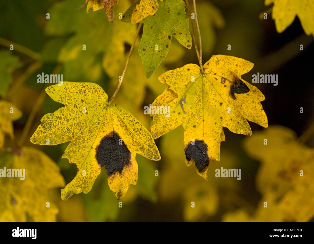 Field maple leaves in autumn Infected with tar spot fungus Rhytisma acerinum Stock Photo