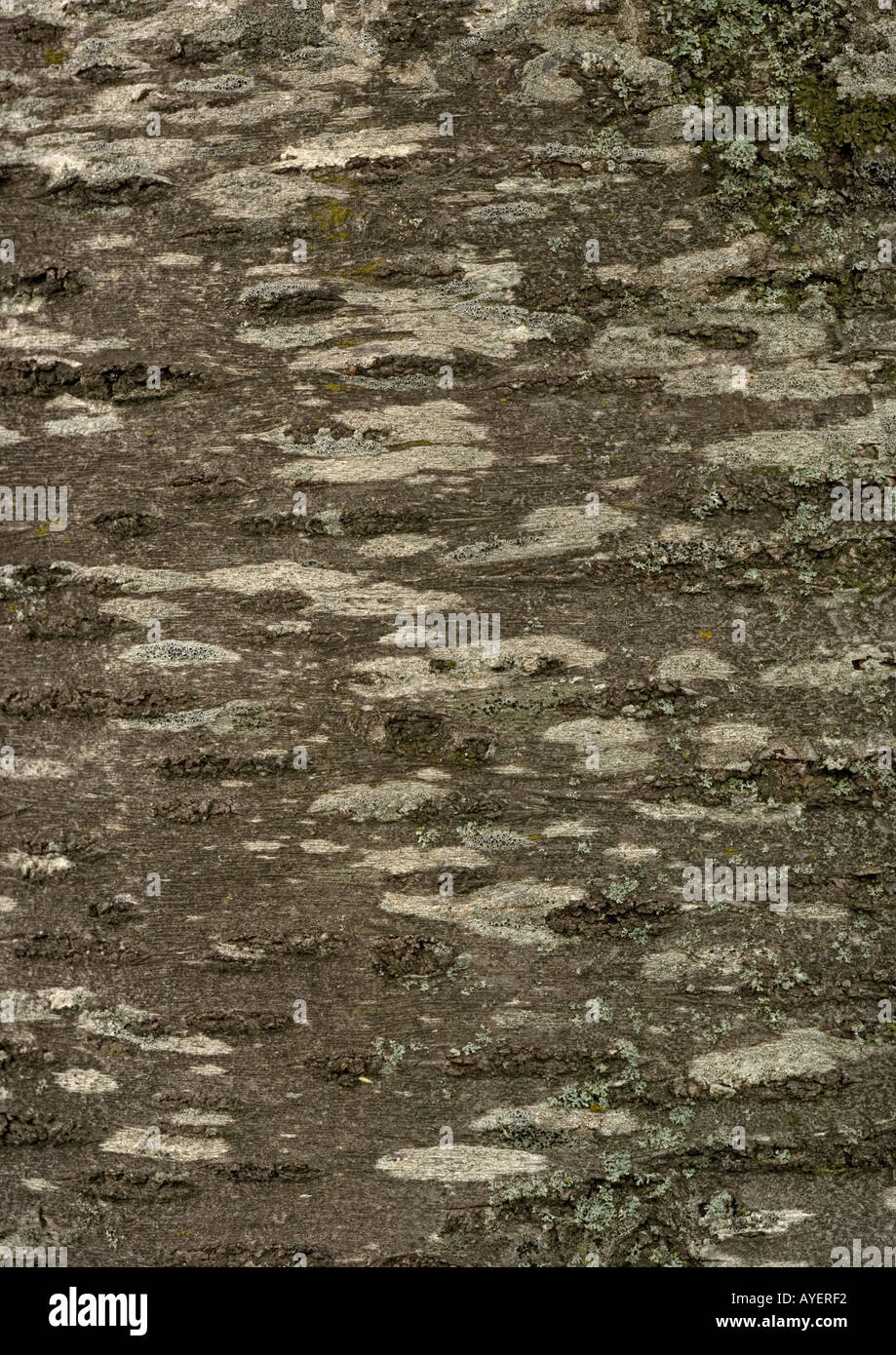Bark of wild cherry or gean Prunus avium Stock Photo