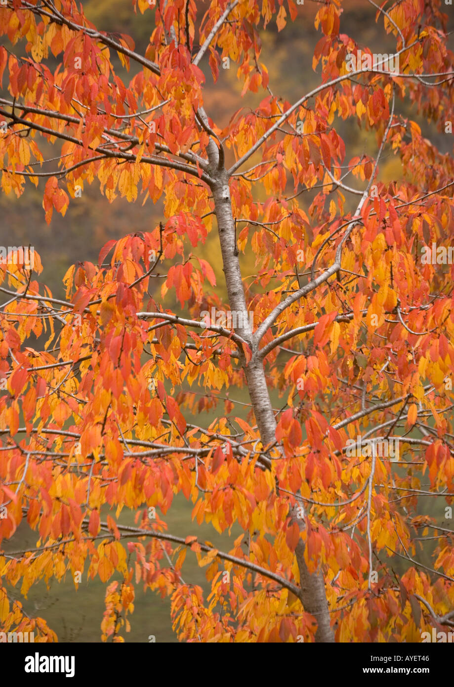 Wild cherry  or gean ( Prunus avium) with striking autumn colour Stock Photo