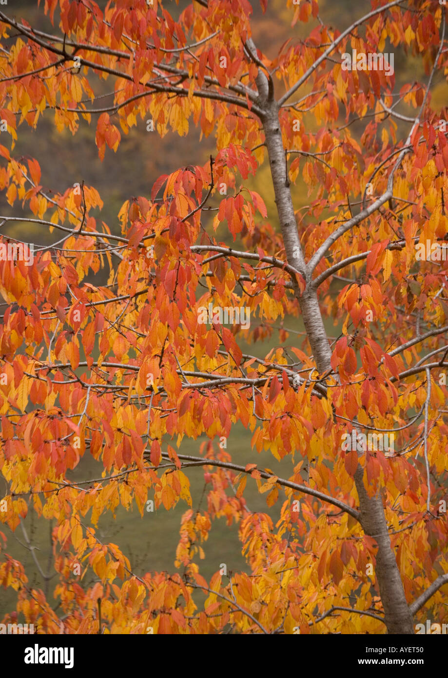 Wild cherry (gean) with striking autumn colour Stock Photo