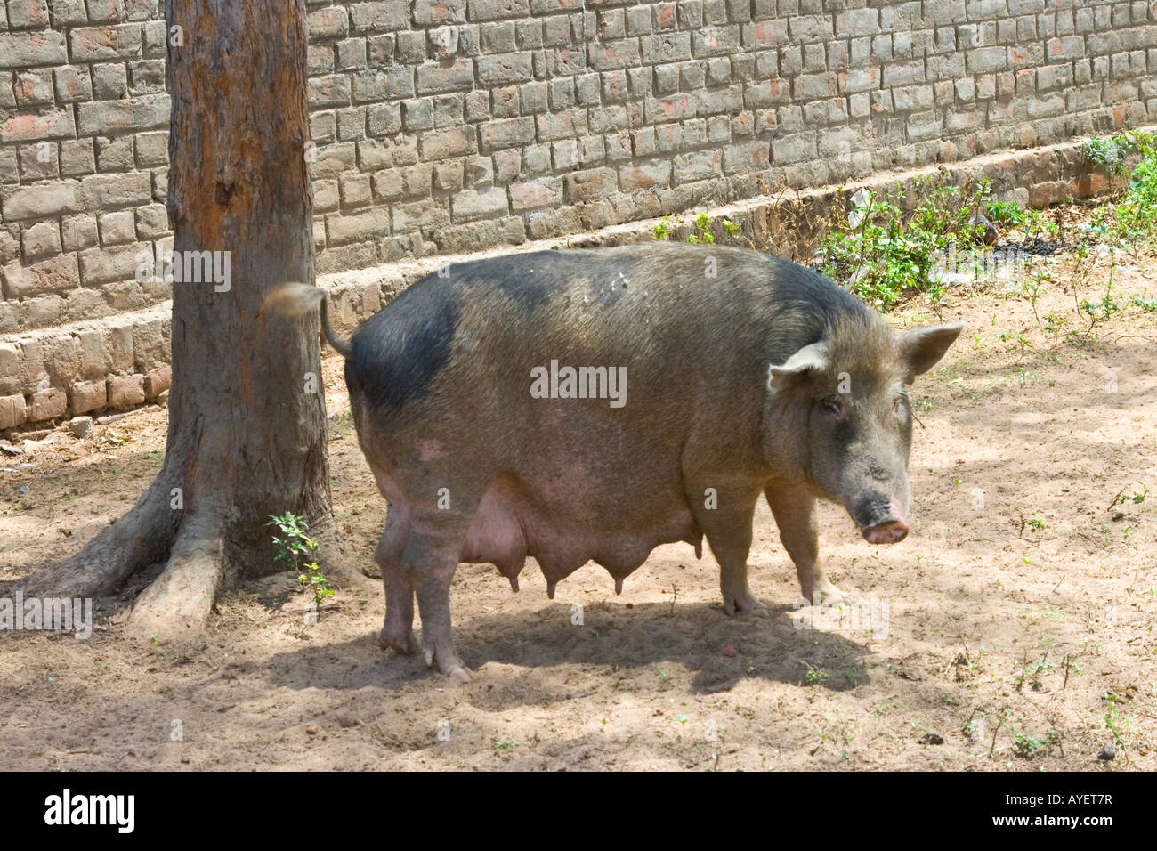 A Pig in Mamallapuram South India Stock Photo - Alamy