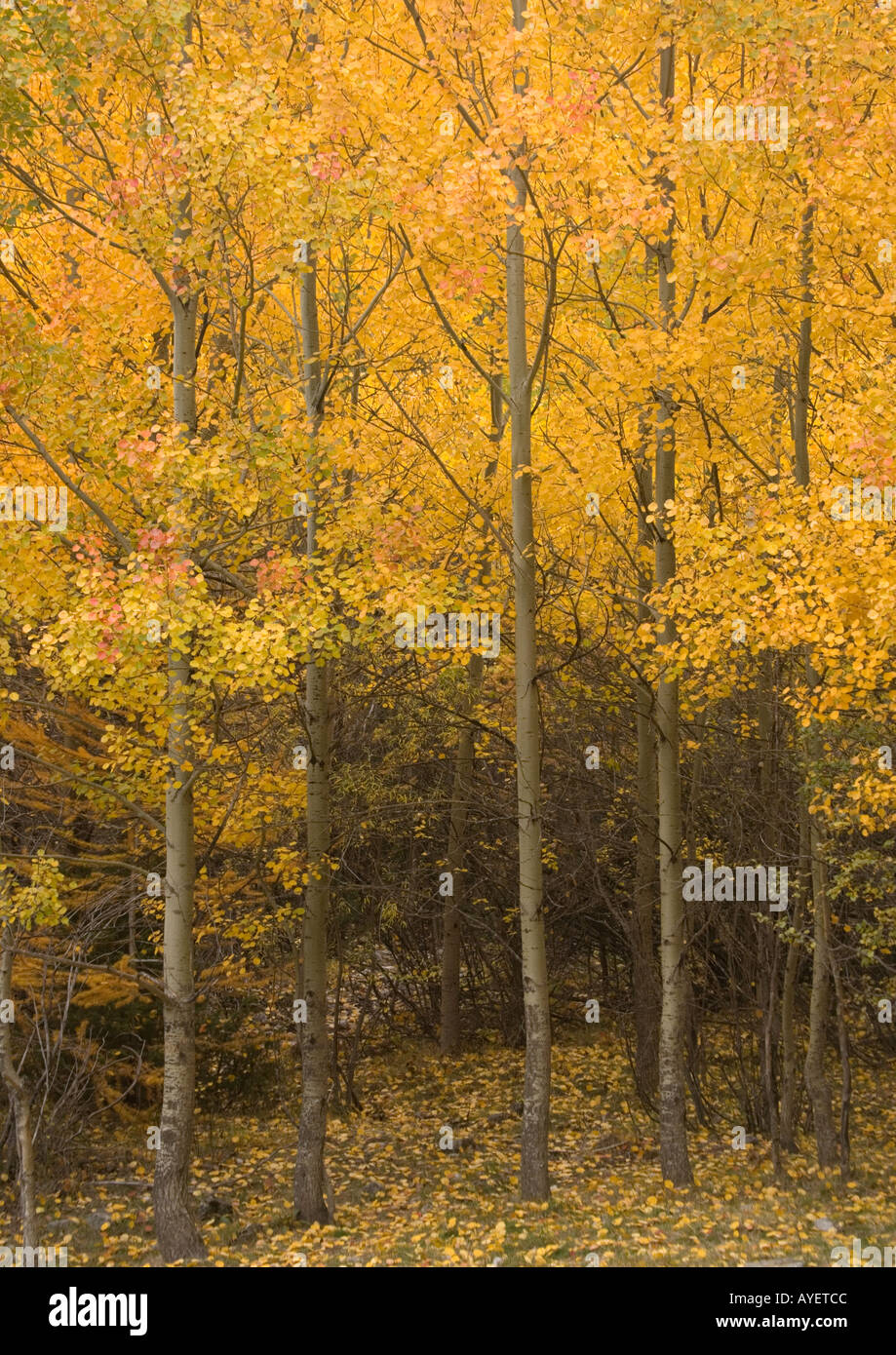 Aspen trees with stunning autumn colour Populus tremula Stock Photo