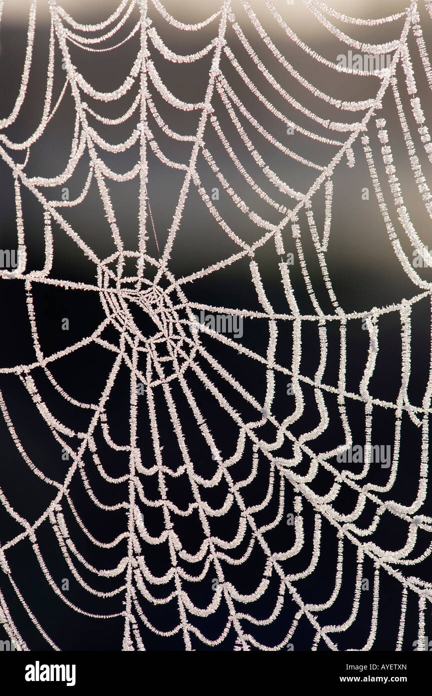 Frozen spiders web Stock Photo