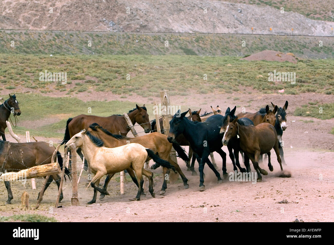 Mules and horse used for packing in the Andes Mountain Range Argentina