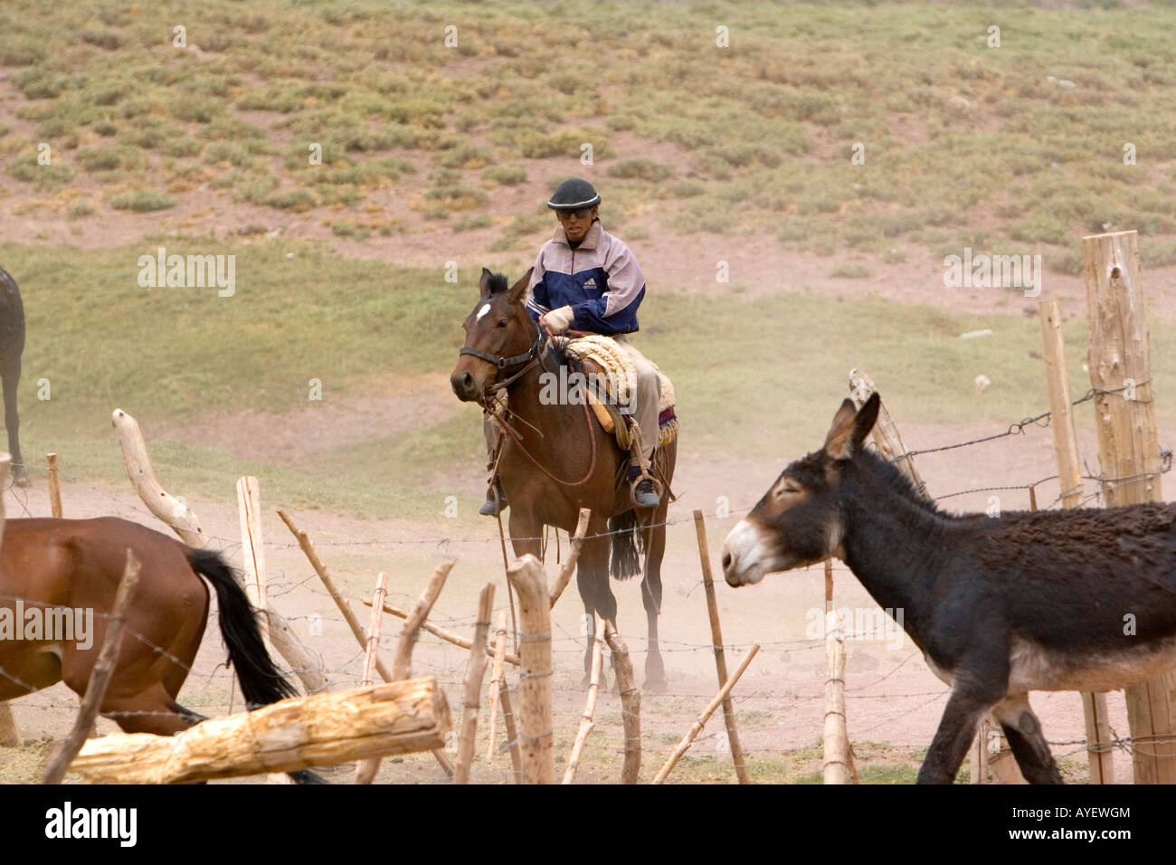 Mules and horse used for packing in the Andes Mountain Range Argentina