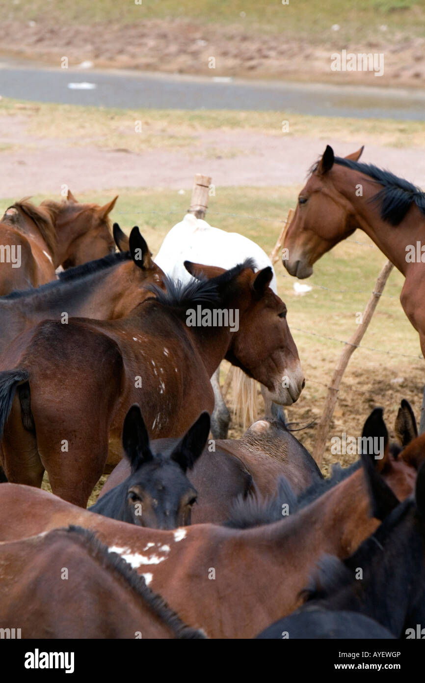 Mules and horse used for packing in the Andes Mountain Range Argentina