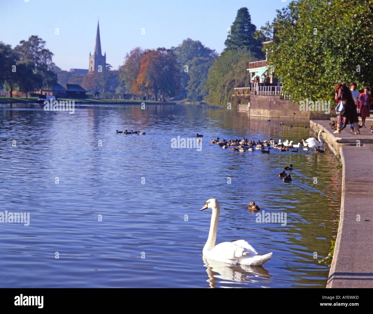 The River Avon at Stratford-upon-Avon, Warwichshire, England. Holy Trinity Church in background Stock Photo