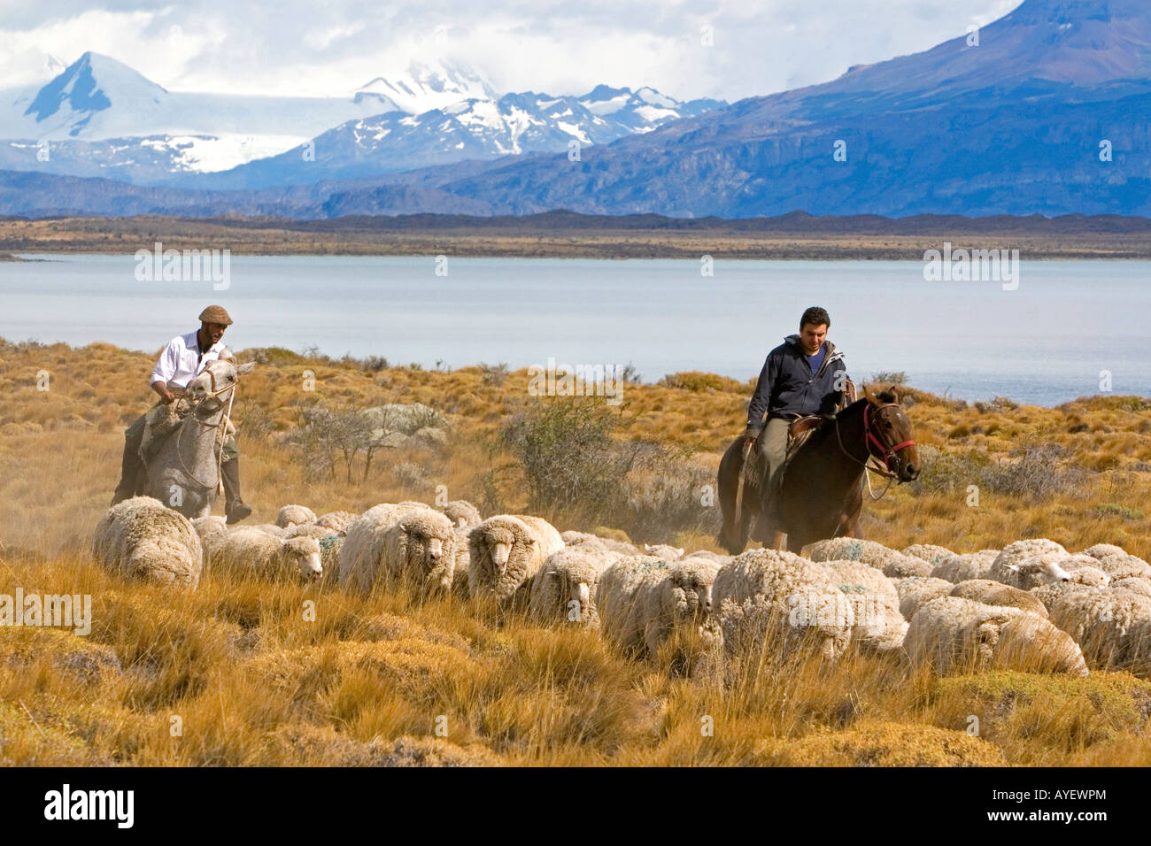 Gauchos herd sheep near Lake Argentino on the Patagonian grasslands near El Calafate Argentina Stock Photo