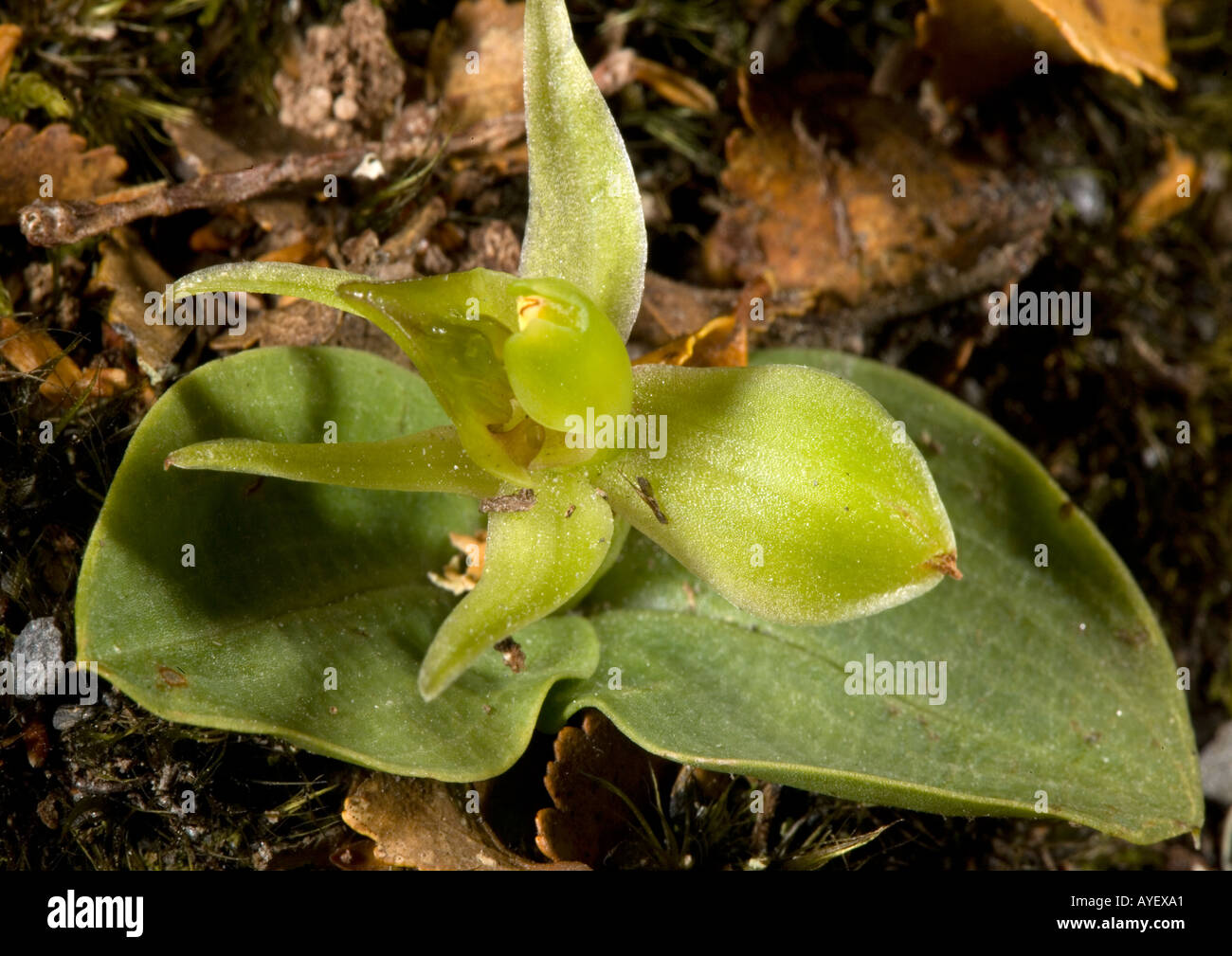 A small terrestrial orchid, green bird orchid, Chiloglottis cornuta, in high altitude forest Arthur Range South Island New Zealand Endemic Stock Photo