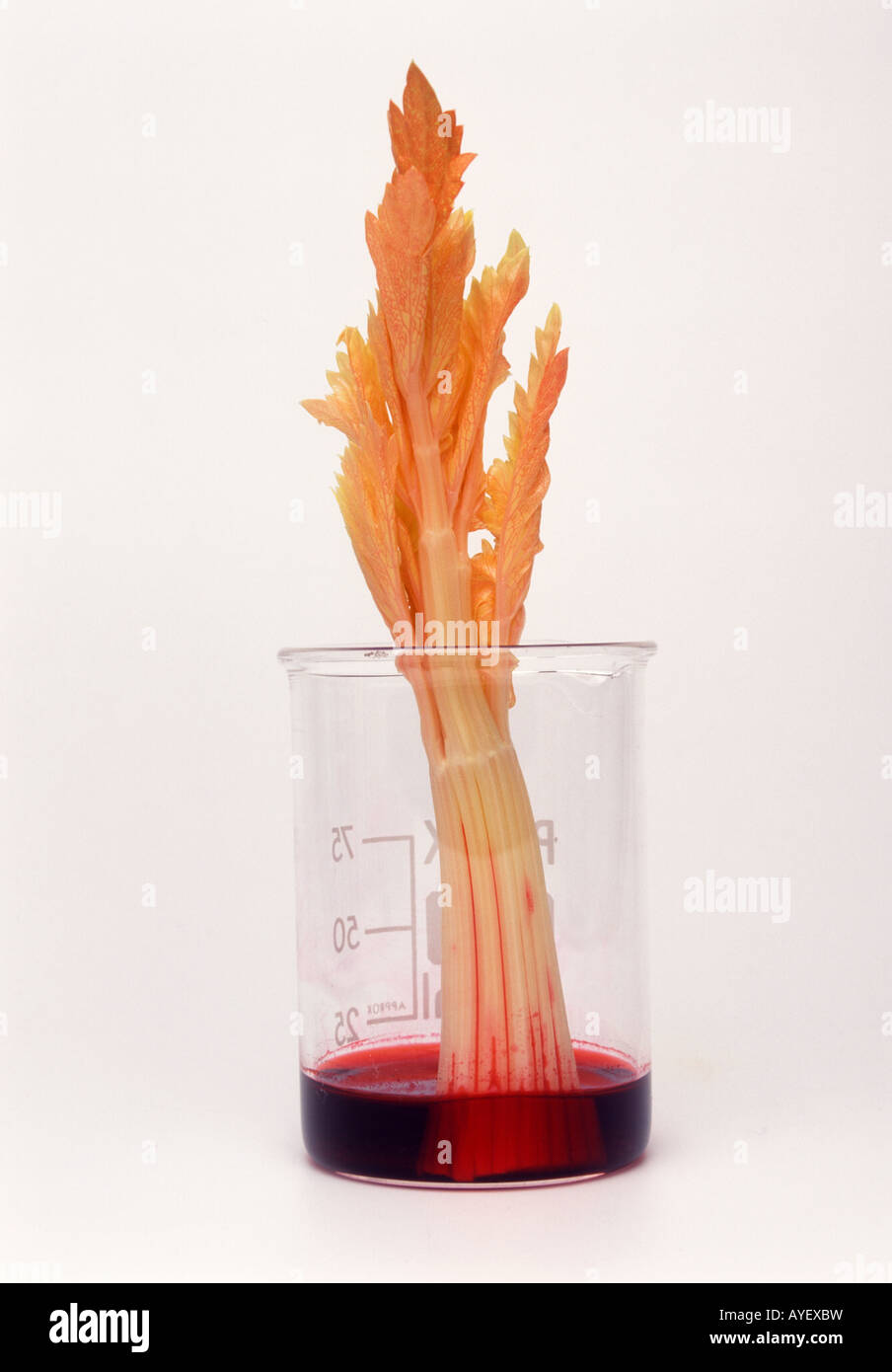 Celery in red dye which travels up the stem through the vascular pores or bundles Stock Photo
