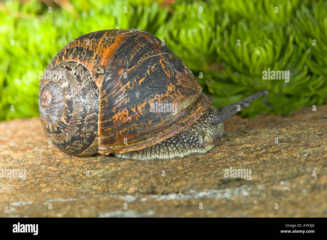 garden snail Stock Photo