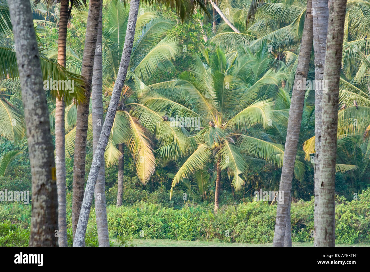 Coconut Tree Grove in Varkala India Stock Photo