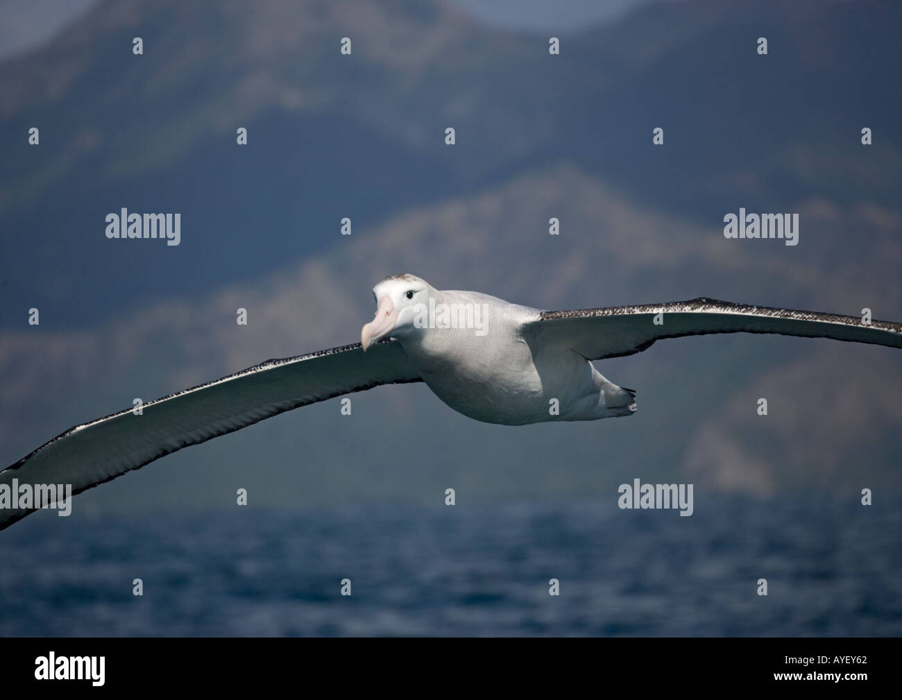 Huge white albatross hi-res stock photography and images - Alamy